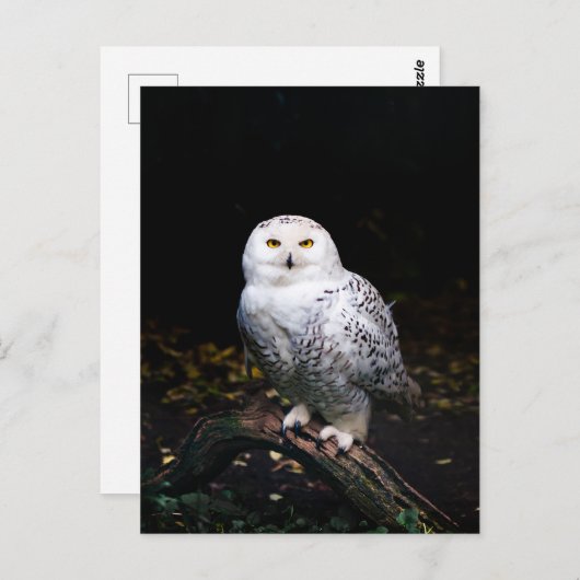 冬威厳のあるのフクロウ ポストカード (正面/裏面)