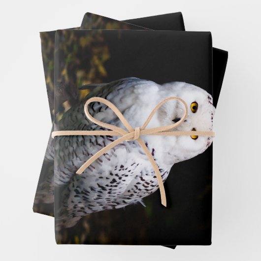 冬威厳のあるのフクロウ ラッピングペーパーシート (インサイチュ)