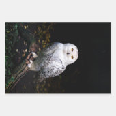 冬威厳のあるのフクロウ ラッピングペーパーシート (正面)