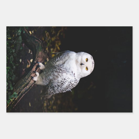 冬威厳のあるのフクロウ ラッピングペーパーシート (正面)