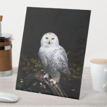 冬威厳のあるのフクロウ