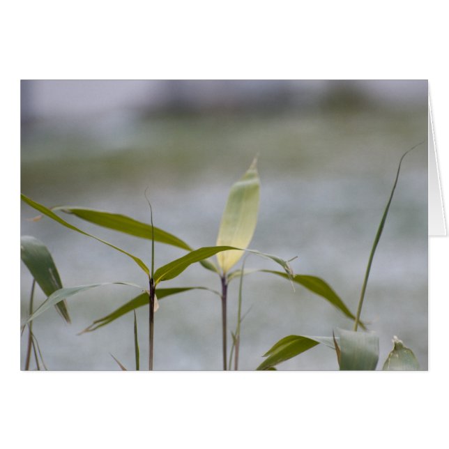 冬来は (正面横)