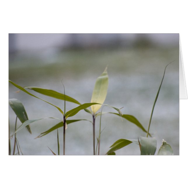 冬来は (正面横)