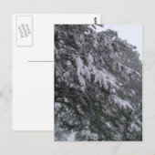 冬松葉書 ポストカード (正面/裏面)