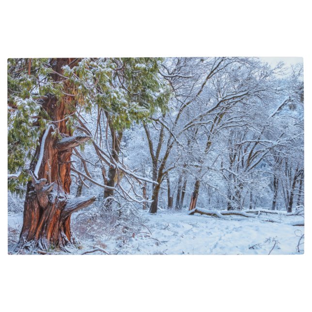 冬林の風景 メタルプリント (正面)
