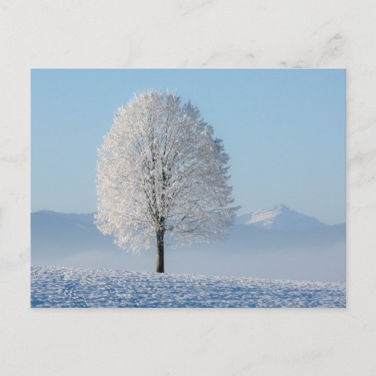 冬樹 ポストカード (正面)
