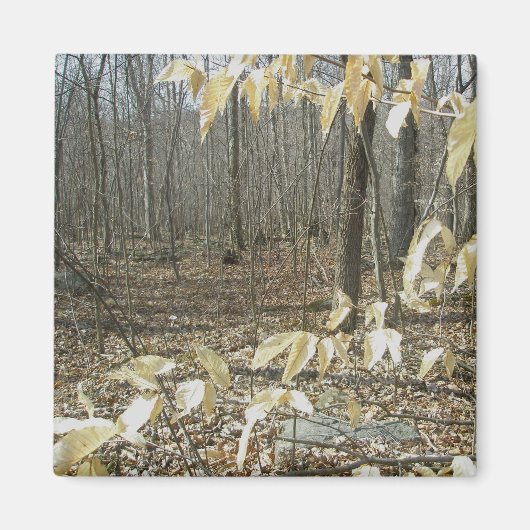 冬樺の木磁石 マグネット (正面)