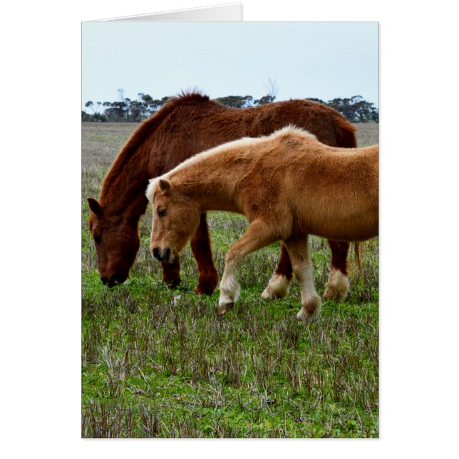 冬毛織の馬 (正面)