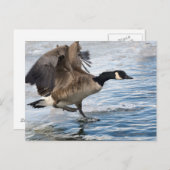 冬湖のカナダのガチョウの着陸 ポストカード (正面/裏面)