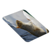 冬灰色リス磁石 マグネット (右側)