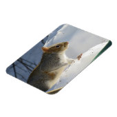 冬灰色リス磁石 マグネット (左側)