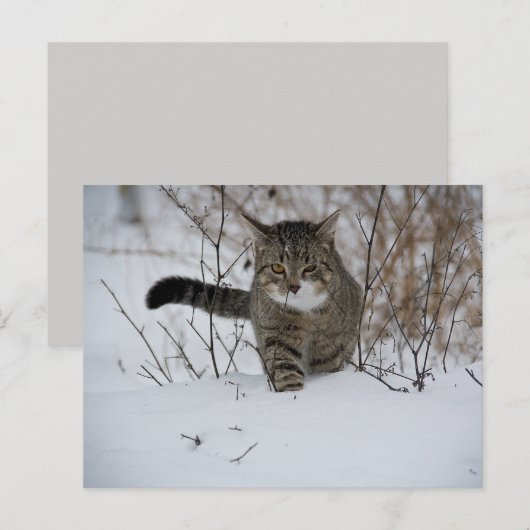 冬猫葉書 ポストカード (正面/裏面)