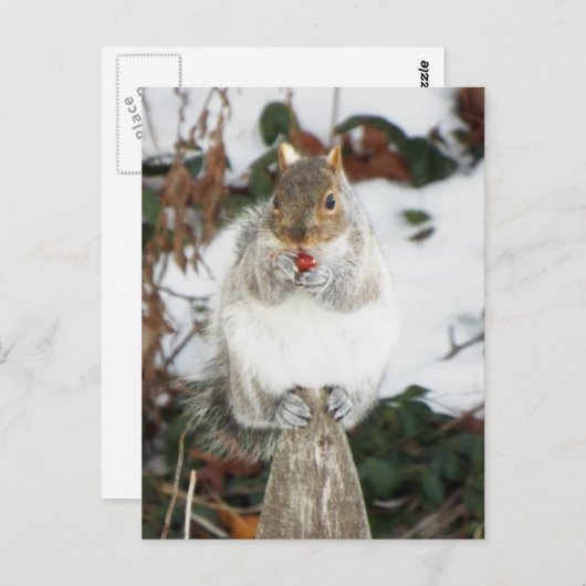 冬用リス葉書プリント ポストカード (正面/裏面)