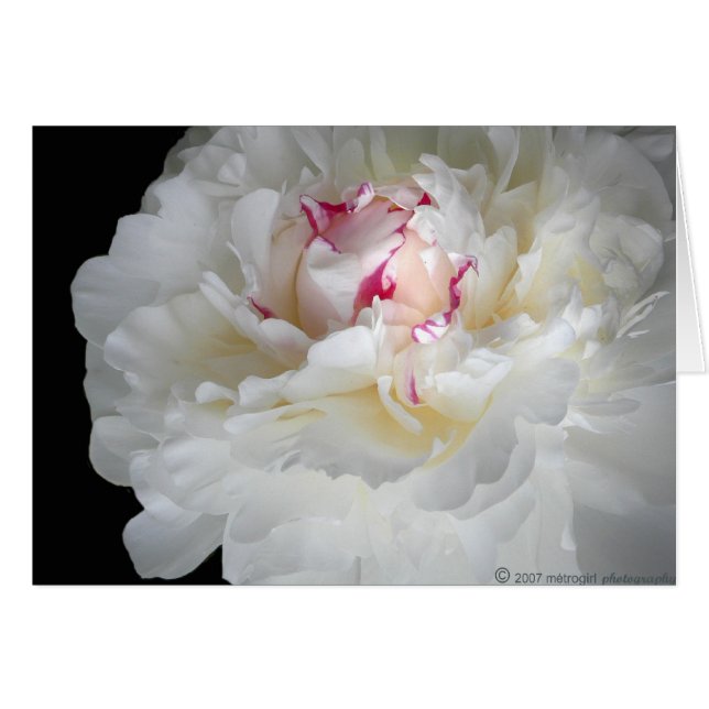 冬白の震え (正面横)