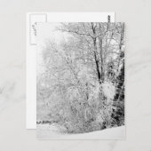 冬白はがき ポストカード (正面/裏面)
