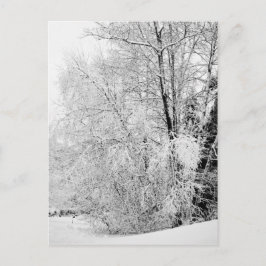 冬白はがき ポストカード
