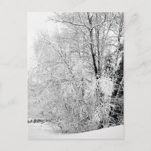 冬白はがき ポストカード (正面)
