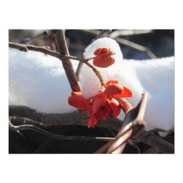 冬眠の平静 フォトプリント           