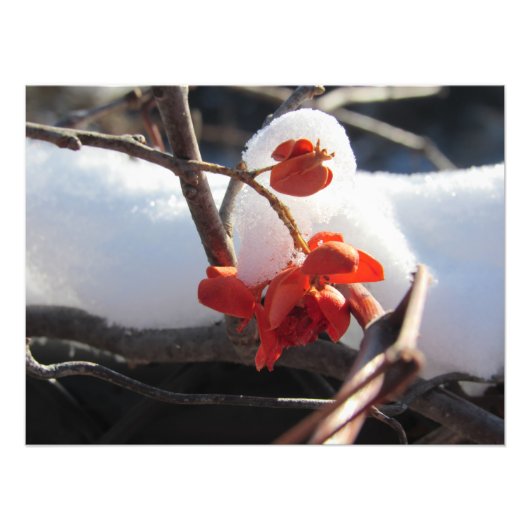 冬眠の平静 フォトプリント            (正面)