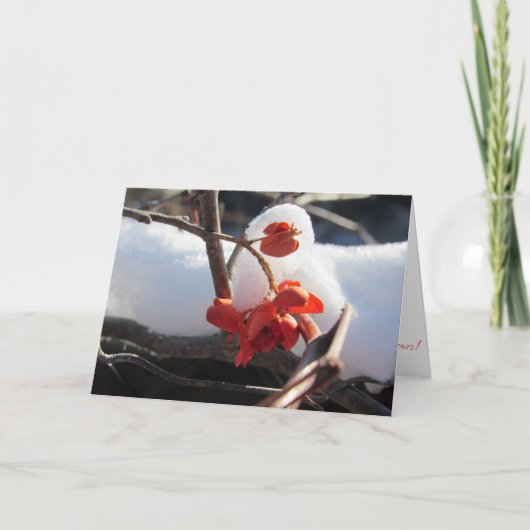 「冬眠の静謐」クリスマスカード カード (正面)