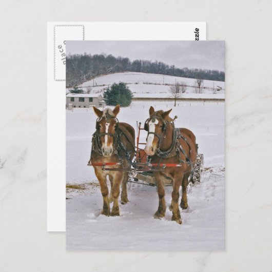 冬荷車を引く葉書に残された馬 ポストカード (正面/裏面)