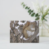 冬赤リス ポストカード (スタンド正面)