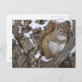 冬赤リス ポストカード (正面/裏面)
