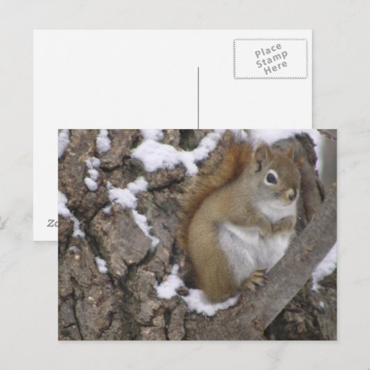 冬赤リス ポストカード (正面/裏面)