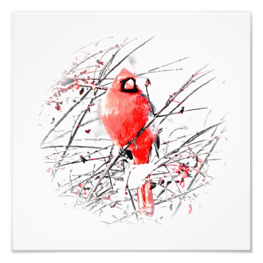 冬雄（鳥）ショウジョウコウカンチョウ フォトプリント            (正面)