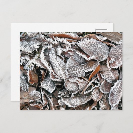 冬離れ ポストカード (正面/裏面)