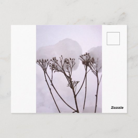 冬雪写真はがき ポストカード (裏面)