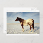 冬馬 ポストカード (正面/裏面)