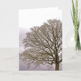 冬1のカシ シーズンカード