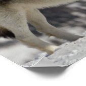 冬 – オオカミ ポスター (角)