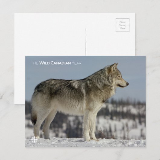 冬 – オオカミ ポストカード (正面/裏面)