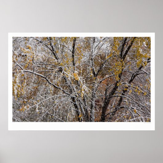 冬 ポスター (正面)