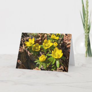 冬/春グリーティングカー空白のド（内部） シーズンカード