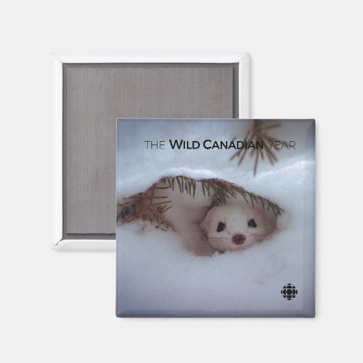 冬-短尾イタチ マグネット (正面/裏面)