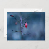 冷たいバラ ポストカード (正面/裏面)