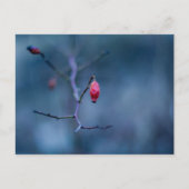 冷たいバラ ポストカード (正面)