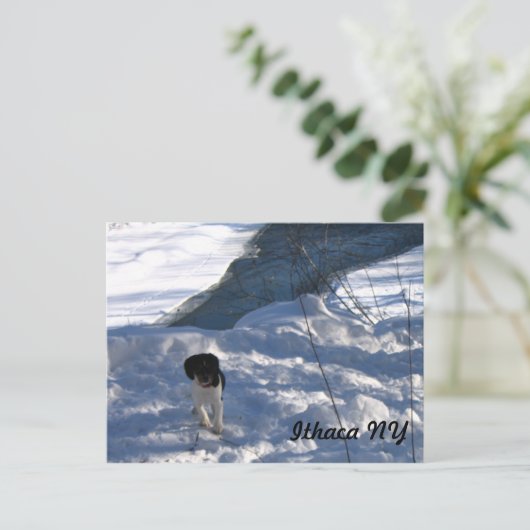 冷たい子犬 ポストカード (スタンド正面)