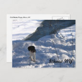 冷たい子犬 ポストカード (正面/裏面)