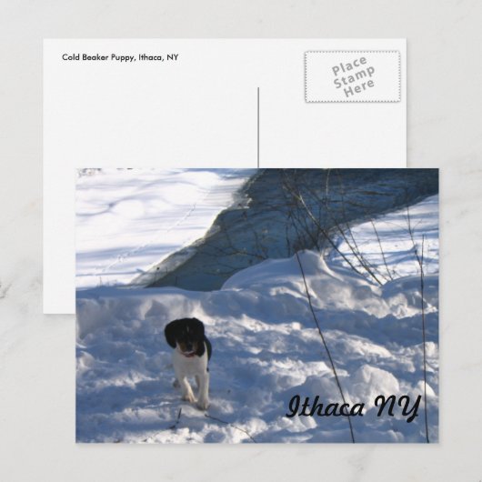 冷たい子犬 ポストカード (正面/裏面)