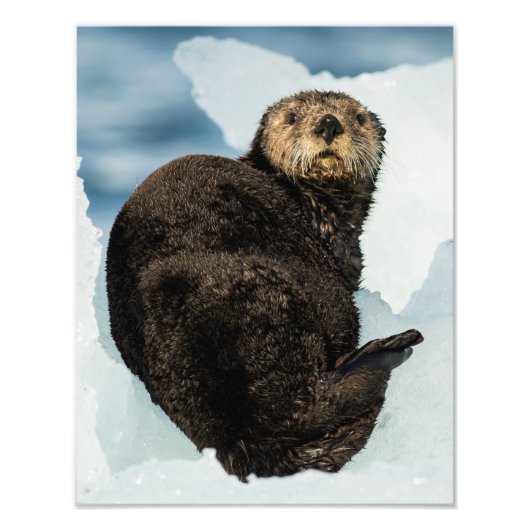 冷たい海のオーター フォトプリント            (正面)