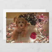 冷たい鼻、暖かい願いラブラドールのクリスマスカード (正面/裏面)