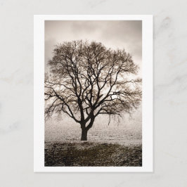 冷たく美しい ポストカード