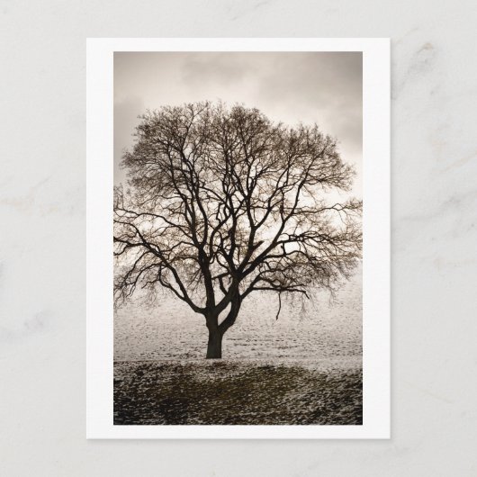 冷たく美しい ポストカード (正面)