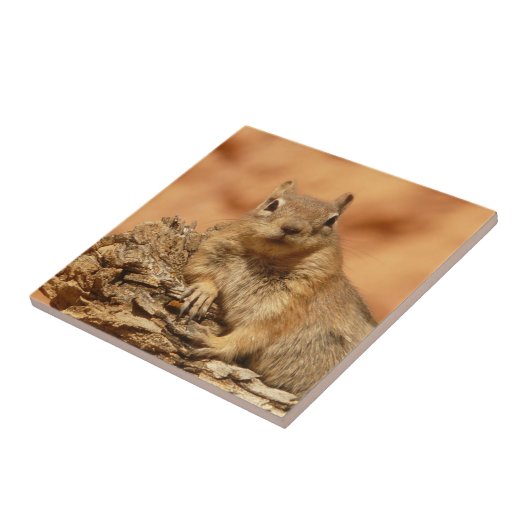 冷やされた地上リス タイル (側面)