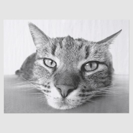 冷ややかなティッシュペーパー 薄葉紙 (正面)