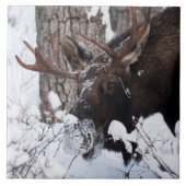 冷ややかなムース タイル (正面)